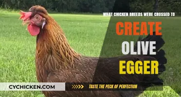 Chicken Cross Breeds: The Origin of Olive Eggers