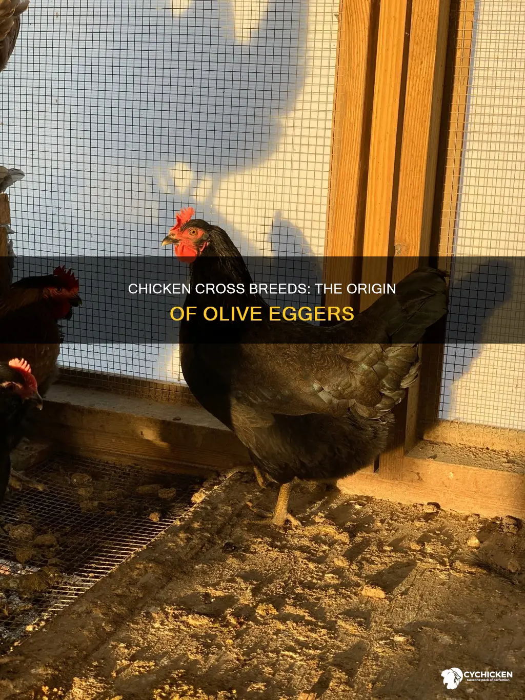 what chicken breeds were crossed to create olive egger