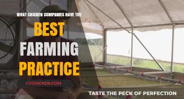 Ethical Farming Practices: Top Chicken Companies Leading the Industry