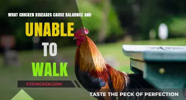 Preventing Chicken Diseases Causing Balance and Walking Issues