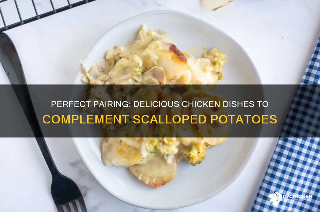 what chicken dish goes well with scalloped potatoes