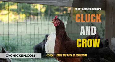 Silent Chickens: Uncovering the Mystery of Cluck-Free Breeds