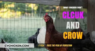 Silent Chickens: Uncovering Breeds That Don't Cluck or Crow