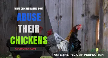 Ethical Chicken Farming: Discovering Farms That Prioritize Humane Treatment