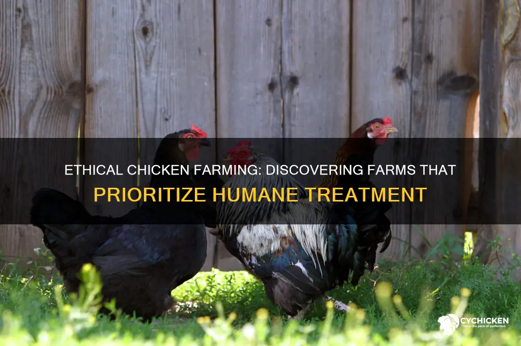 what chicken farms dont abuse their chickens