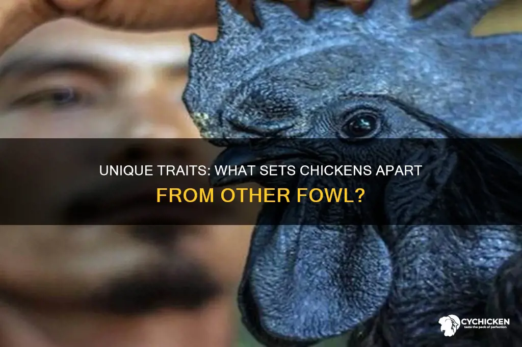 what chicken have that fowl don