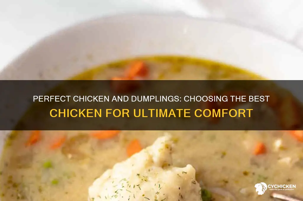 what chicken is best for chicken and dumplings