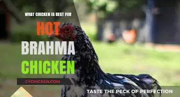 Best Chicken Breeds for Hot Brahma Chicken Dishes: A Guide