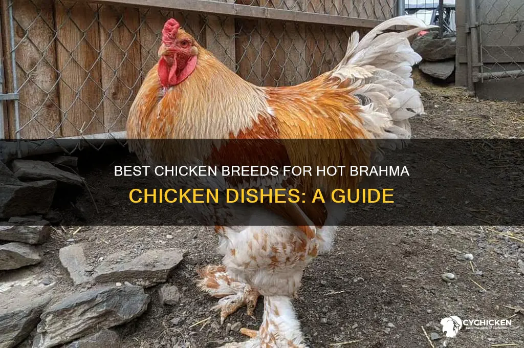 what chicken is best for hot brahma chicken