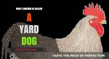 Why the Plymouth Rock Chicken is Nicknamed the Yard Dog