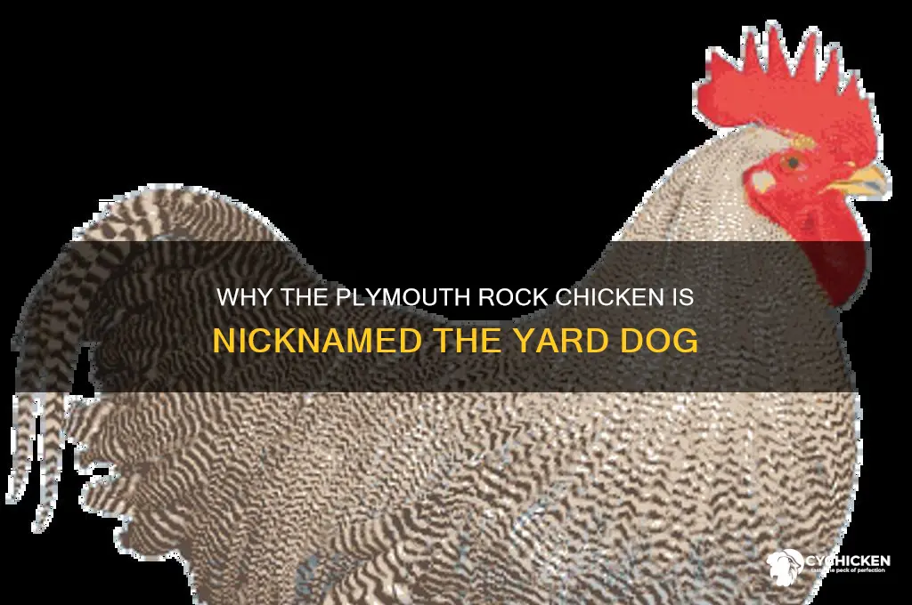 what chicken is called a yard dog