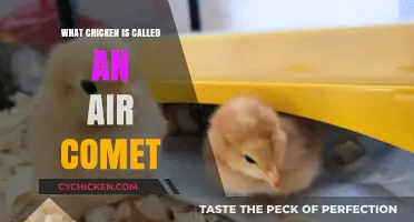 Unveiling the Air Comet: The Unique Chicken Breed Explained