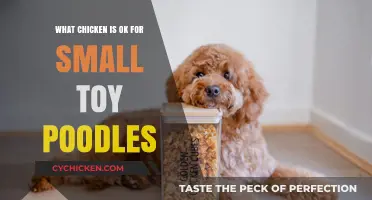Safe Chicken Choices for Small Toy Poodles: A Healthy Feeding Guide