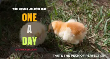 High-Producing Hens: Which Chicken Breeds Lay Multiple Eggs Daily?