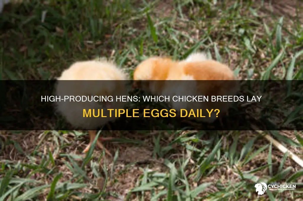 what chicken lays more than one a day