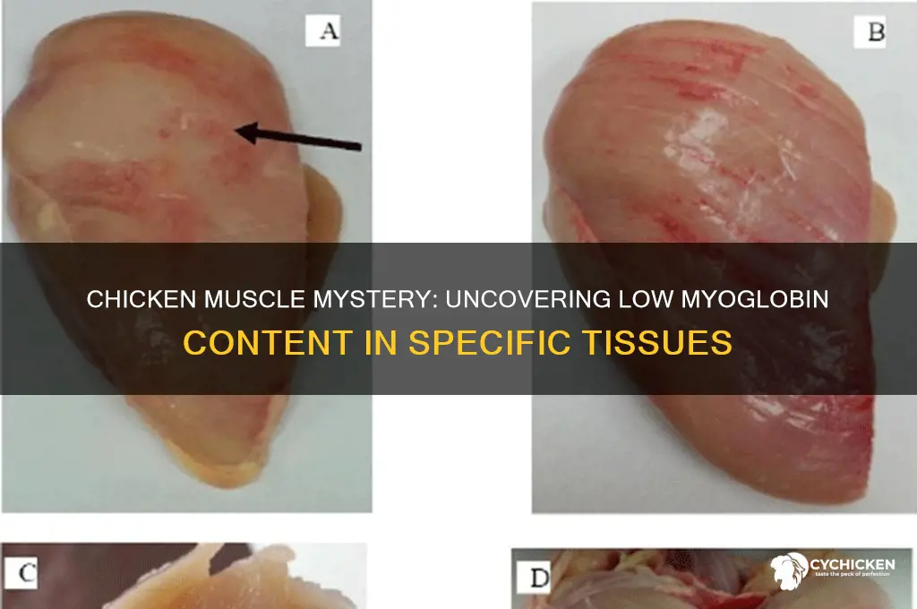 what chicken muscle contains very little myobologin