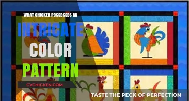 Discover the Strikingly Patterned Chicken: A Colorful Feathered Wonder