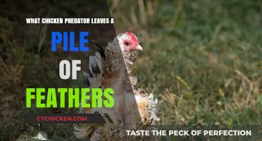 Identifying Chicken Predators: Who Leaves a Pile of Feathers Behind?