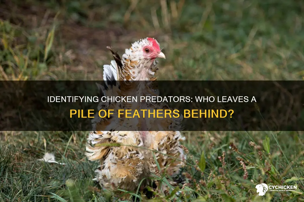 what chicken predator leaves a pile of feathers