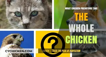 Who's Gobbling Up the Whole Chicken? Top Predators Revealed!
