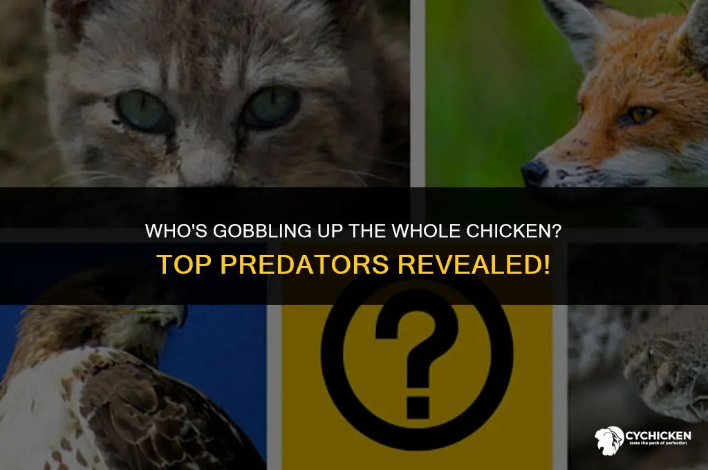 what chicken predators take the whole chicken