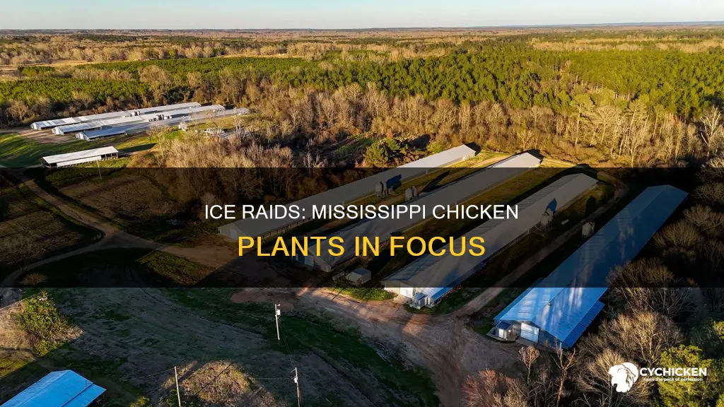 what chicken processing plants did ice raid in mississippi