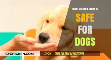 Safe Chicken Stock for Dogs: What to Feed Your Canine Companion