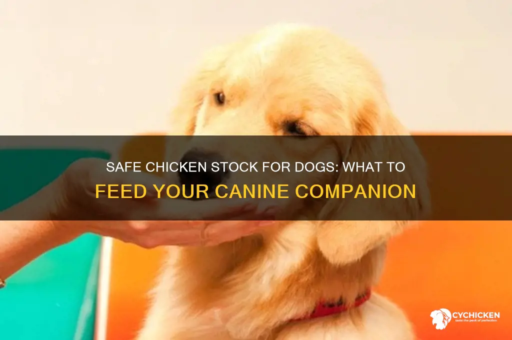 what chicken stock is safe for dogs