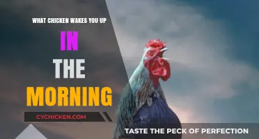 The Surprising Morning Alarm: Which Chicken Crows at Dawn?