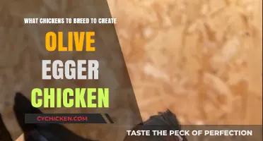 Breeding Chickens to Get Olive Eggers: A Guide