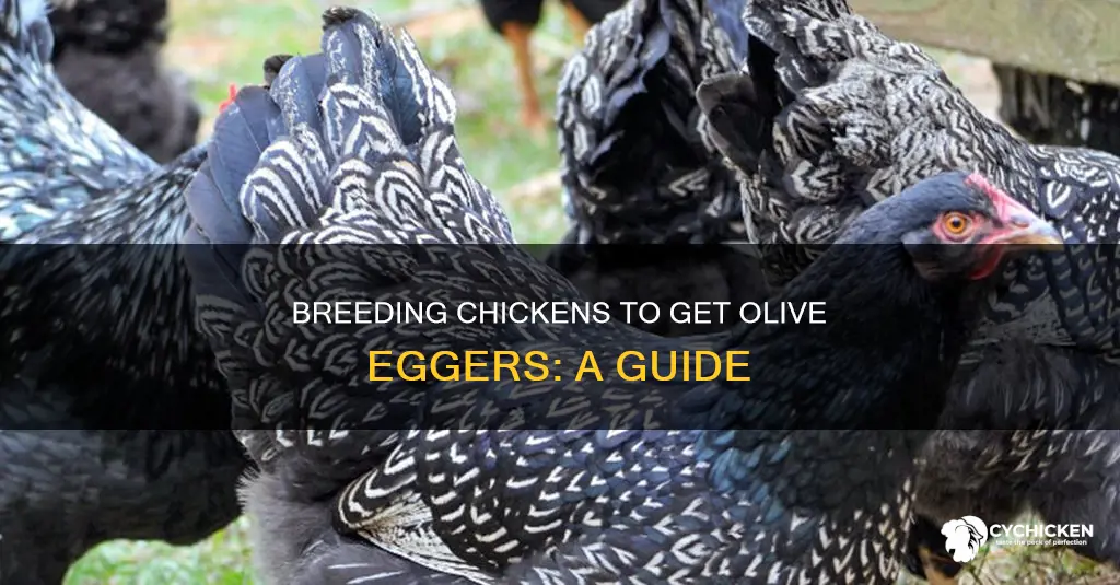 what chickens to breed to create olive egger chicken