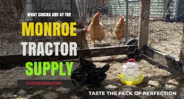 Discover the Chicks Available at Monroe Tractor Supply Today