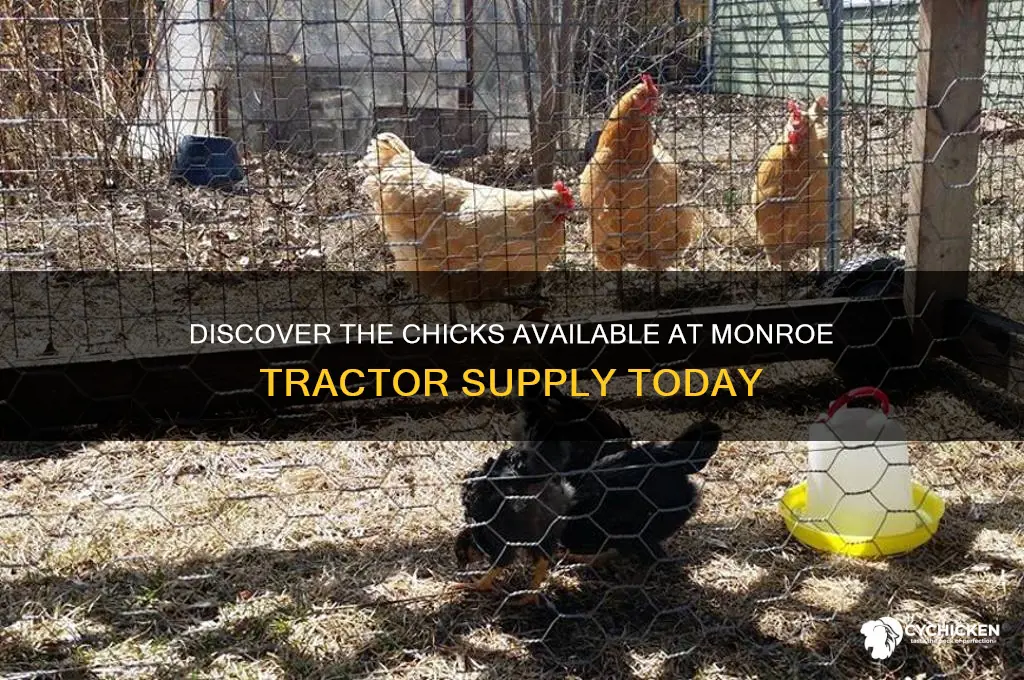 what chicks are at the monroe tractor supply