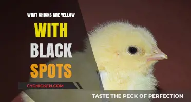 Identifying Yellow Chicks with Black Spots: Breeds and Characteristics