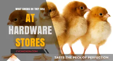 Hardware Store Chicks: Types, Uses, and Care Guide for Buyers