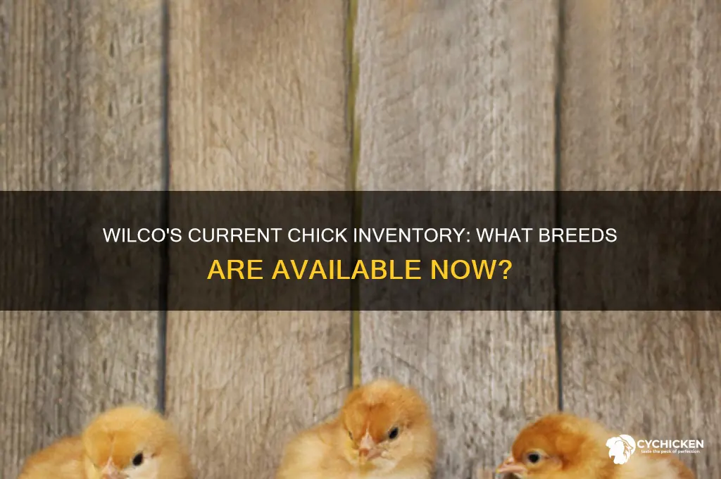 what chicks does wilco have in stock