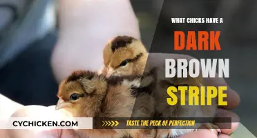 Dark Brown Stripe Mystery: Identifying Chicks with Unique Markings