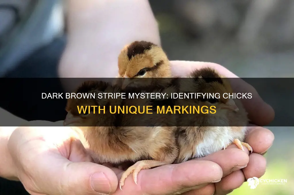 what chicks have a dark brown stripe