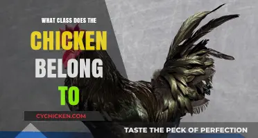 Understanding the Biological Classification of Chickens: A Comprehensive Guide