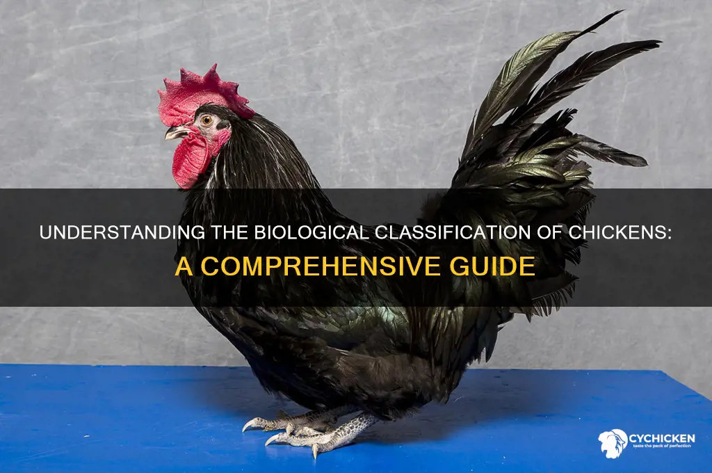 what class does the chicken belong to