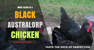 Understanding the Black Australorp Chicken's Classification and Breed Characteristics