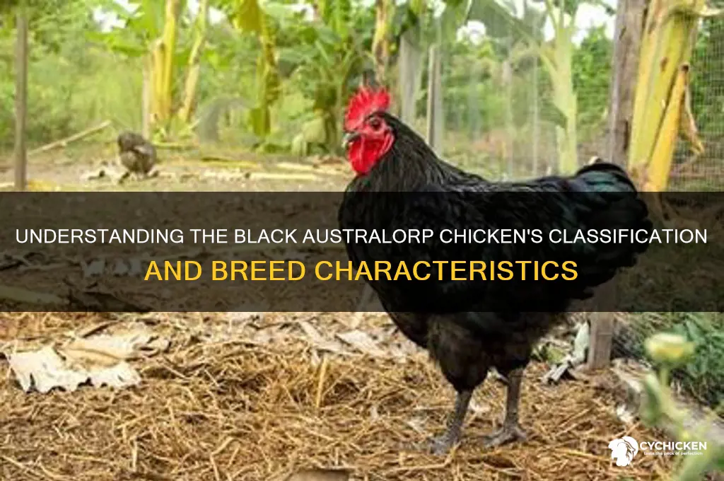 what class is a black australorp chicken