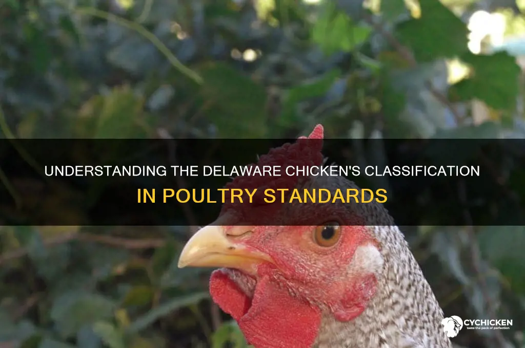 what class is the delaware chicken in