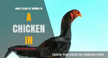 Understanding Chickens: Their Classification in the Animal Kingdom Explained