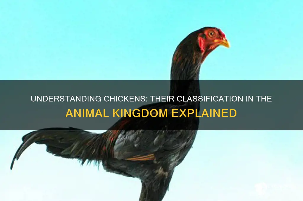 what class of animal is a chicken in