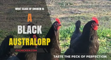 Discovering the Black Australorp: A Heritage Chicken Breed Class