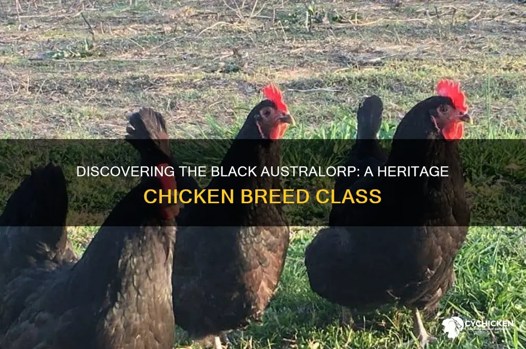 what class of chicken is a black australorp