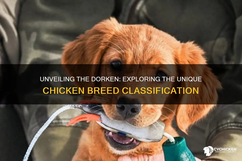 what class of chicken is the dorken