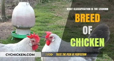 Leghorn Chicken Breed Classification: Understanding Their Unique Category