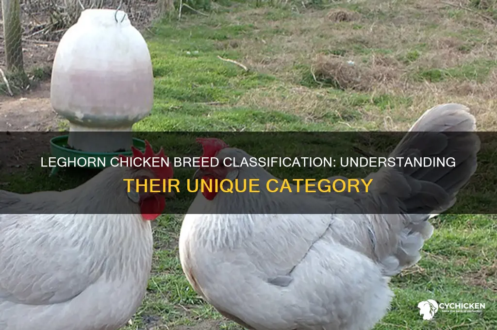 what classification is the leghorn breed of chicken